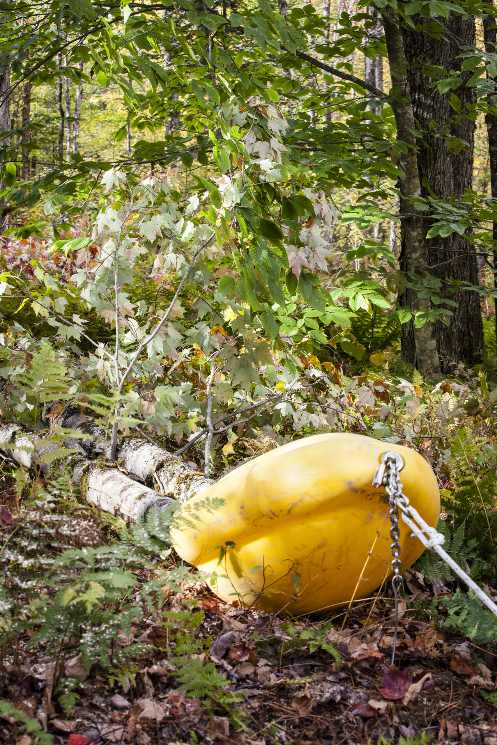 skidding cone for logs